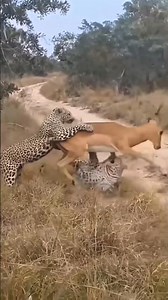 See how the tiger snatches the prey from its mouth and eats it