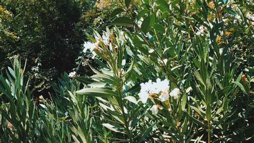 Cultivating a Low-Maintenance Garden: 8 Essential Tips for Busy Baby Boomers