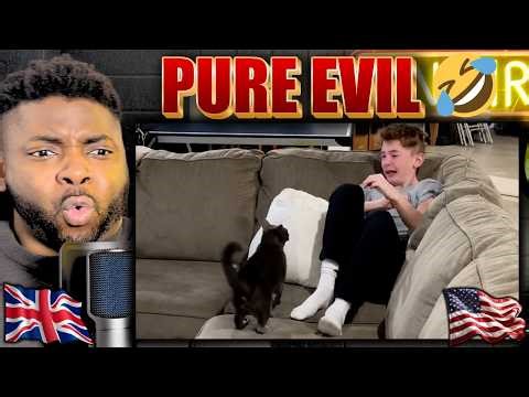 Cats SNAPPING At Humans! | British Guy Reacts 🇬🇧