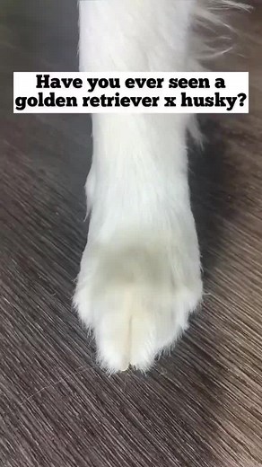 Adorable Golden Retriever Ex Husky Compilation
