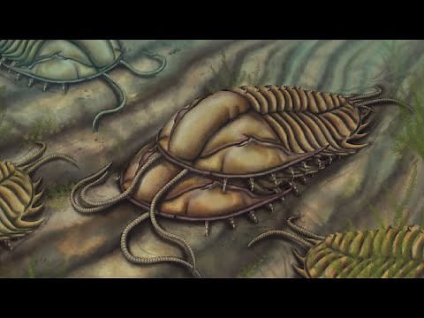 Why Did Trilobites Go Extinct?