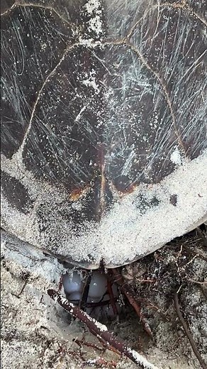 Rare Footage: Hawksbill Turtle Lays Eggs