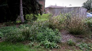 What's the difference between a weed, native plants, wildflower and an invasive plant? Here's your guide.