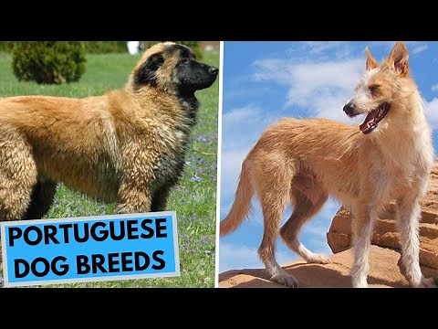 TOP 10 Portuguese Dog Breeds List