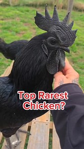  Did you know there are 3 amazing types of chickens that stand out from the rest? Each one has its own unique look, personality, and purpose. From egg-layers to meat producers to ornamental beauties, these birds are more than just farm animals—they’re part of nature’s colorful story! ✨ #FunFacts #Chickens #NatureLovers | Out Oftime | Facebook
