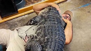 wrestling gomer & darth gator, reptile zoo