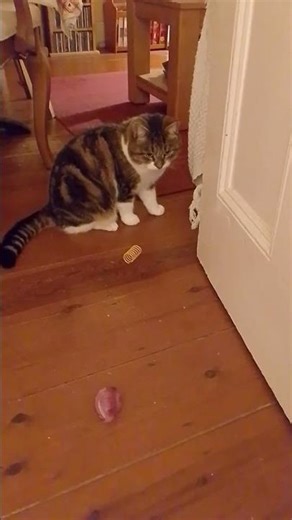 Millie the cat still not up for play #cute #tabbycat #cat