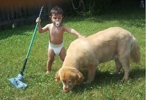 Gogo Stik XP Pro Pooper Scooper. ALL Dogs. 37". Use Store Bags or HEAVY Dootie Bags. Keeps Hands and Scooper Free of Dog Poo! - Etsy