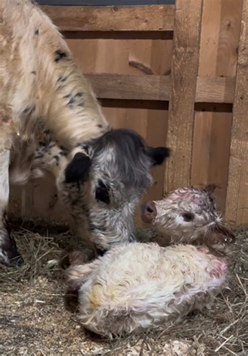 First-Time Mom Bonding with Newborn Highland Calf