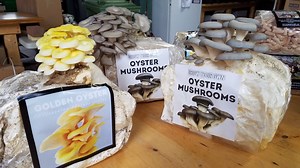Forecasting Growth: Mushrooms in the garden and in the home