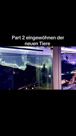 #fische #tank #aquarium #monstertank #aquaristiktempel