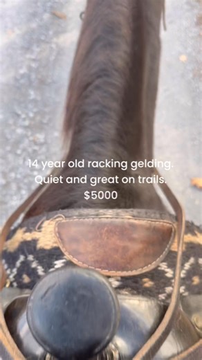 14 year old racking gelding. Great trail horse. 5k | Kara Hensley