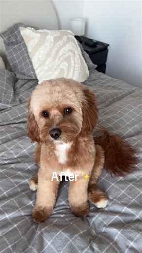 Grooming day✂️✨ #dogsoftiktok #dog #cavapoo #groom