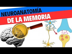 Neuroanatomy and physiology of memory