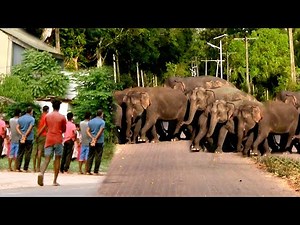 A herd of wild elephants enters a village, destroys all crops and returns to the jungle.