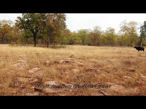 Tiger Hunting Indian Gaur @ Tadoba Tiger Reserve