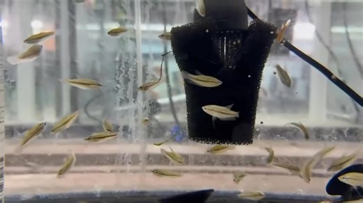 ✨🐟 Sparkling Pygmy Gourami (Trichopsis pumila) – A tiny jewel from Southeast Asia, admired for its shimmering scales and gentle nature. Reaching only about 1.5 inches, they thrive in nano aquariums (10 gallons) with warm, soft water (76–82°F, pH 6.0–7.5) and dense planting for cover. These labyrinth fish can breathe air and even make faint croaking sounds! Best kept in peaceful community tanks with small, calm tankmates. 🌿💎 | Pet Zone Tropical Fish, San Diego, California