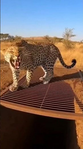 Leopard Tries to Attack Man… Falls Into Hidden Trap | Shocking Forest Footage