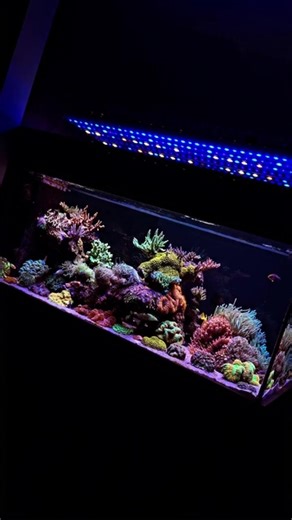 Incredible reef powered by Aquaforest 💜 🎥: @rodrigocuerba | Aquaforest