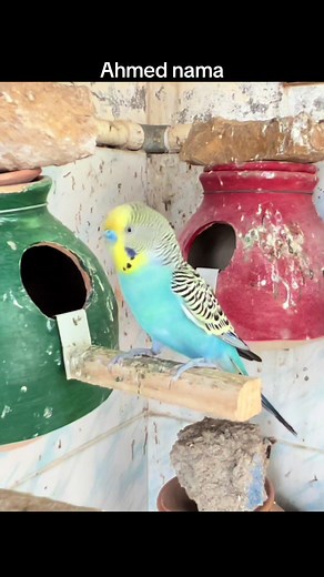 Discover Australian Parrots in Their Aviary