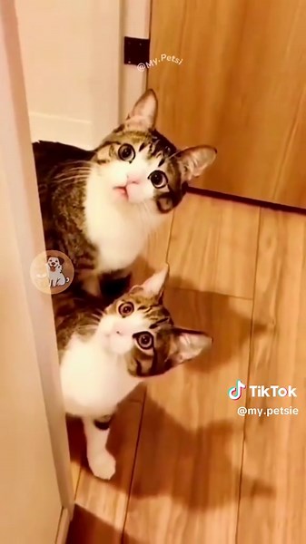 AI Cat vs Real Cats: Who Catches the Mouse First?