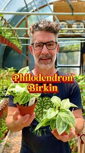 1.9K views · 271 reactions | Philodendron Birkin is an extremely...