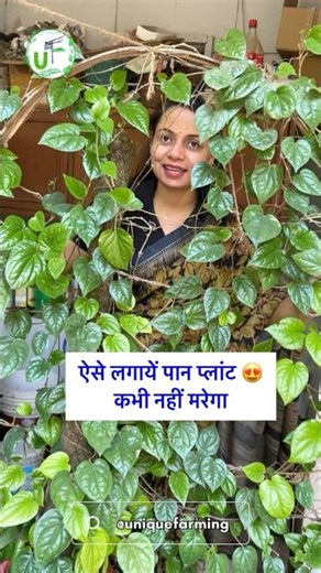 Grow Paan(Betal) Plant at Home 😍 Easily