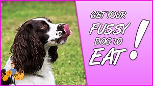 6 Sure-Fire Steps to Get Your Picky Dog to Eat! — Our Pet's Health