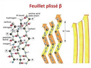 BIOCHIMIE 1 Acides Aminés, Peptides et Protéines