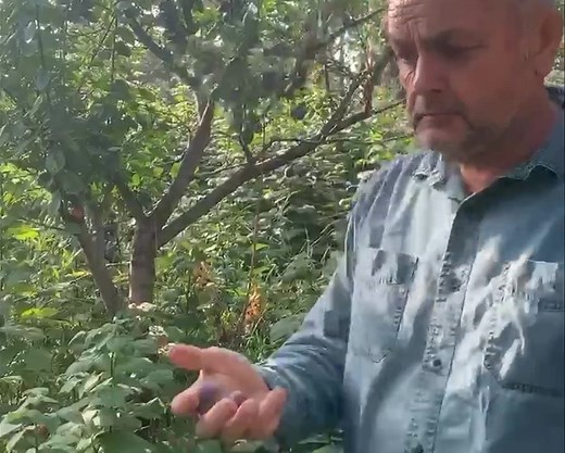 Mount Royal Plum Growing & Harvesting Time! This year Mount Royal Plum harvest didn’t disappoint! Extremely cold hardy, Prunus Domestica ‘Mount Royal’ (European plum) is a small European plum tree with a spreading canopy clothed in elliptic, finally serrated, bright green leaves. Mount Royal plum is self-fertile, performs best in full sun, dry location and well-drained soils. | Saskatoon Farm