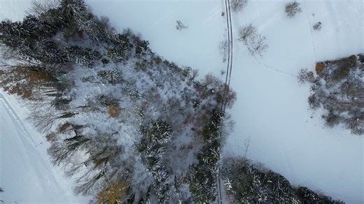 Path, Forest, Snow. Free Stock Video
