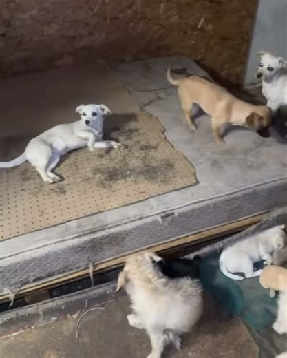 Rocket Dog Rescue on Reels