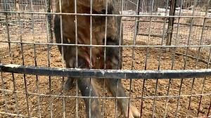 10K reactions · 317 shares | Trusting your trap #bigpigtrap | Big Pig Trap | Facebook