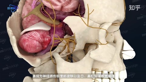 【颅神经】--三叉神经的走行及分支