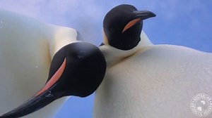 Penguins inadvertently take selfie video