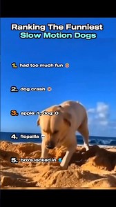 The Ultimate Slow Motion Dog Ranking (From Flopzilla to Legendary)