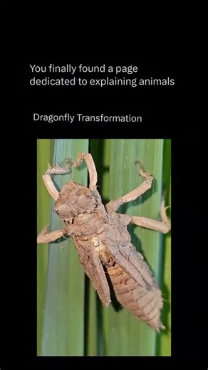 Explaining All Animals on Instagram: "Follow @explaining.animals to learn everything about animals one post at a time 🧠🔥 The transformation of a dragonfly is one of nature’s most captivating life cycles, symbolizing change and renewal. Beginning its life underwater as a nymph, the dragonfly spends months or even years hunting small aquatic prey. Hidden from the world above, it develops strength and agility until the moment comes to ascend to the surface. There, it clings to a reed or branch, b