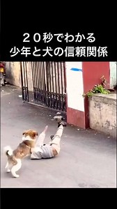 20秒でわかる少年と犬の信頼関係