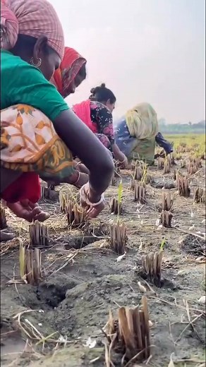 1.1M views · 5.7K reactions | Innovative idea | Kashmir Agriculture information organic farming | Facebook