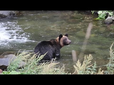 世界遺産の知床半島で活動するヒグマ（２４年９月撮影）