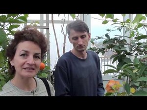 Цитрусовые дома. Лимон Мейера и японский мандарин.