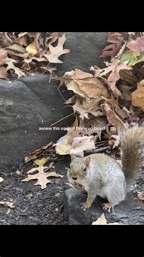 Poor guy | squirrel
