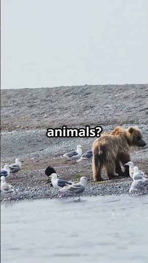 Things to do in Anchorage, Alaska