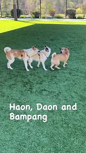 1.7K views · 34 reactions | AVAILABLE FOR ADOPTION  Come meet all these adorable adoptables! TOMORROW! Sat. 1/27 10-4pm at PetSmart Westlake Village Fill out an application at lifeanimalrescue.org #lifeanimalrescue #adoptdontshop #savealife #dogrescue | LIFE Animal Rescue | Facebook