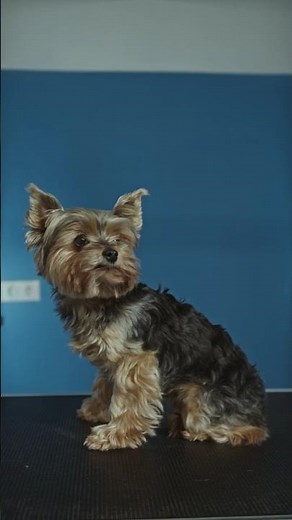 You Should Definitely Get A Yorkshire Terrier!! Top 5 Reasons Why