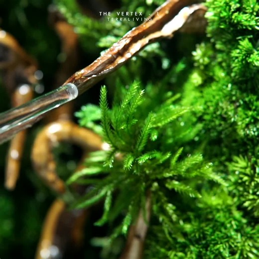 Our moss specimens are expertly treated and preserved for long-term display, retaining their original fluffiness & flexibility when you receive them. Sometimes, it might take a little bit for them to go back to being their original selves - but with patience and a little extra time, everything will turn out just fine in the end! Even if they do become slightly flattened, you can pop them back up again using a plastic or glass stick. #terraliving #vertex #moss #preservedmoss #fluffy #terrarium | 