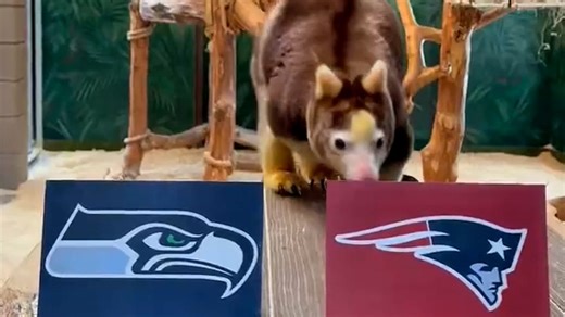 Which team did these animals pick to win the Super Bowl?
