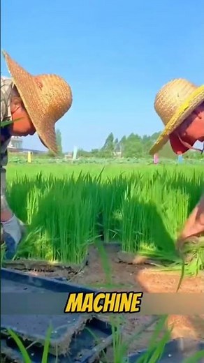 Mécanisation du riz en Asie : comment les machines transforment les rizières