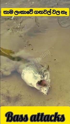 Casting වලට නම් සුපිරි ඇති #bass attacks are common in Europe #peacockbass