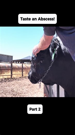 Taste an Abscess! - Part 2 #Gross #ReactionVideo #ViralMoments #ShockValue #InternetWild